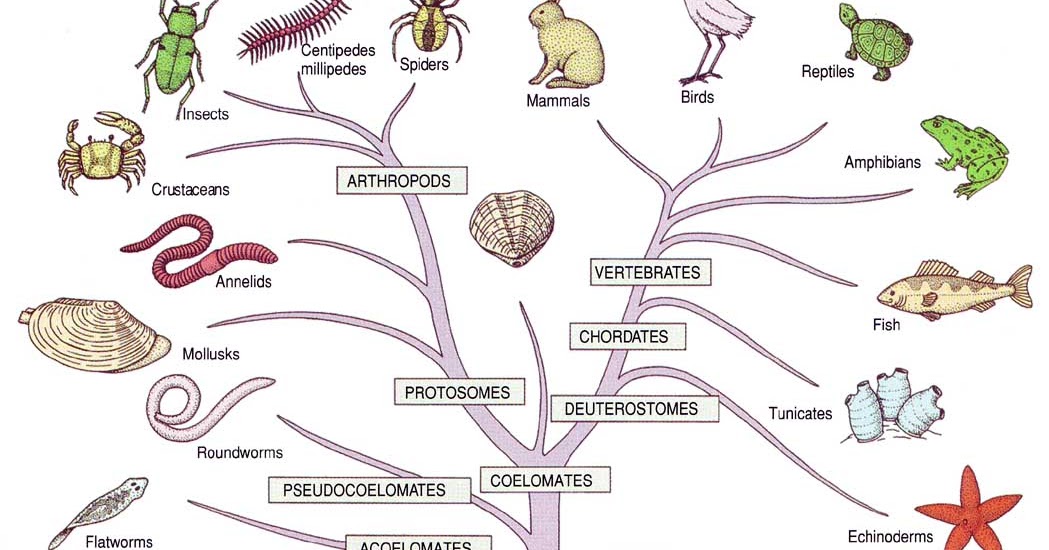 The Devil Is In the Detail Darwin’s Dilemma Part1